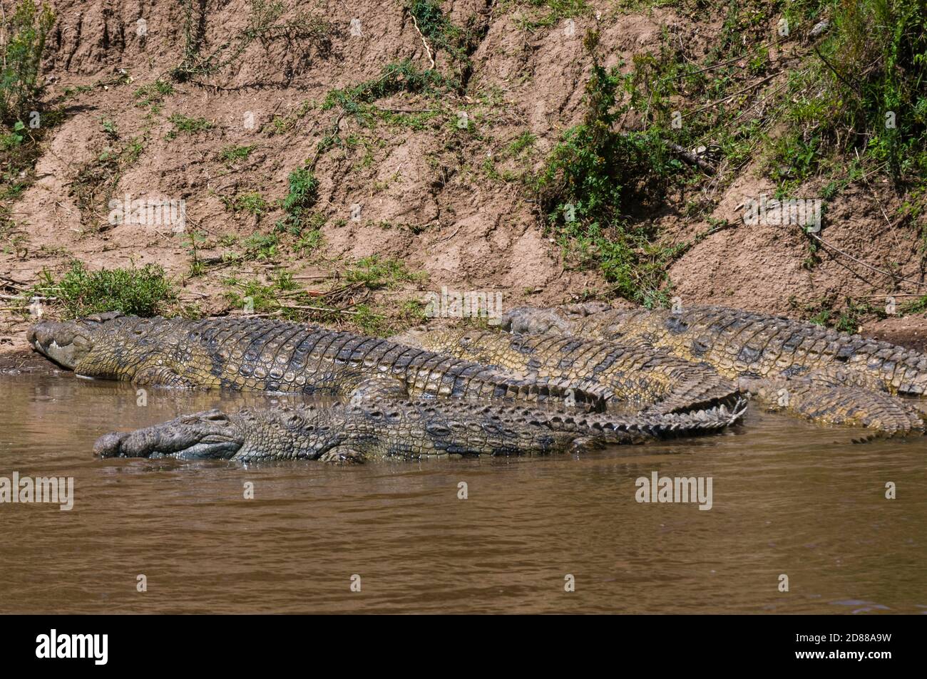 Nile Crocodiles (Crocodilus  niloticus), Masai Mara National Reserve, Kenya. Stock Photo