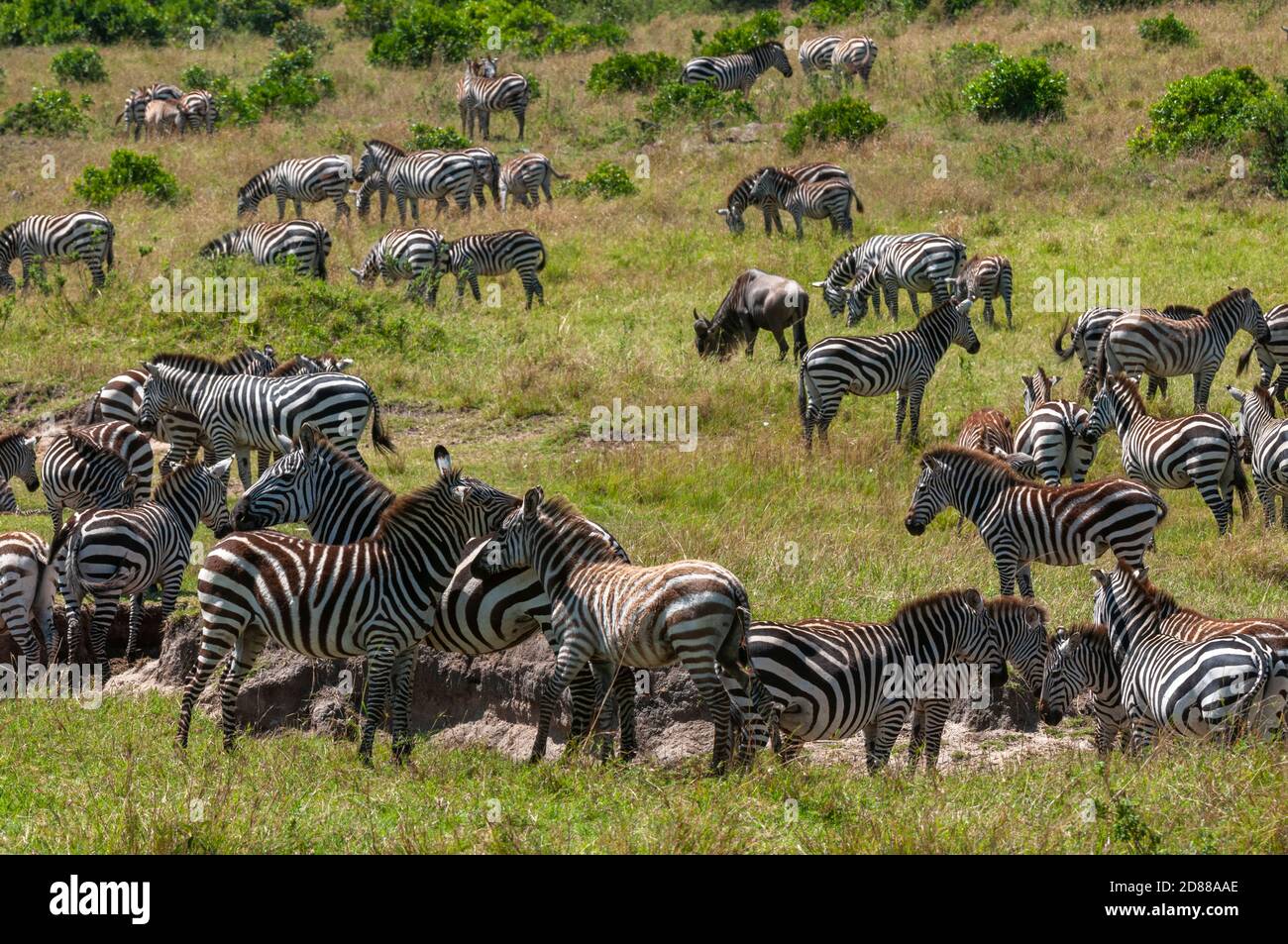 Common Zebra herd (Equus quagga), Masai Mara National Reserve, Kenya ...