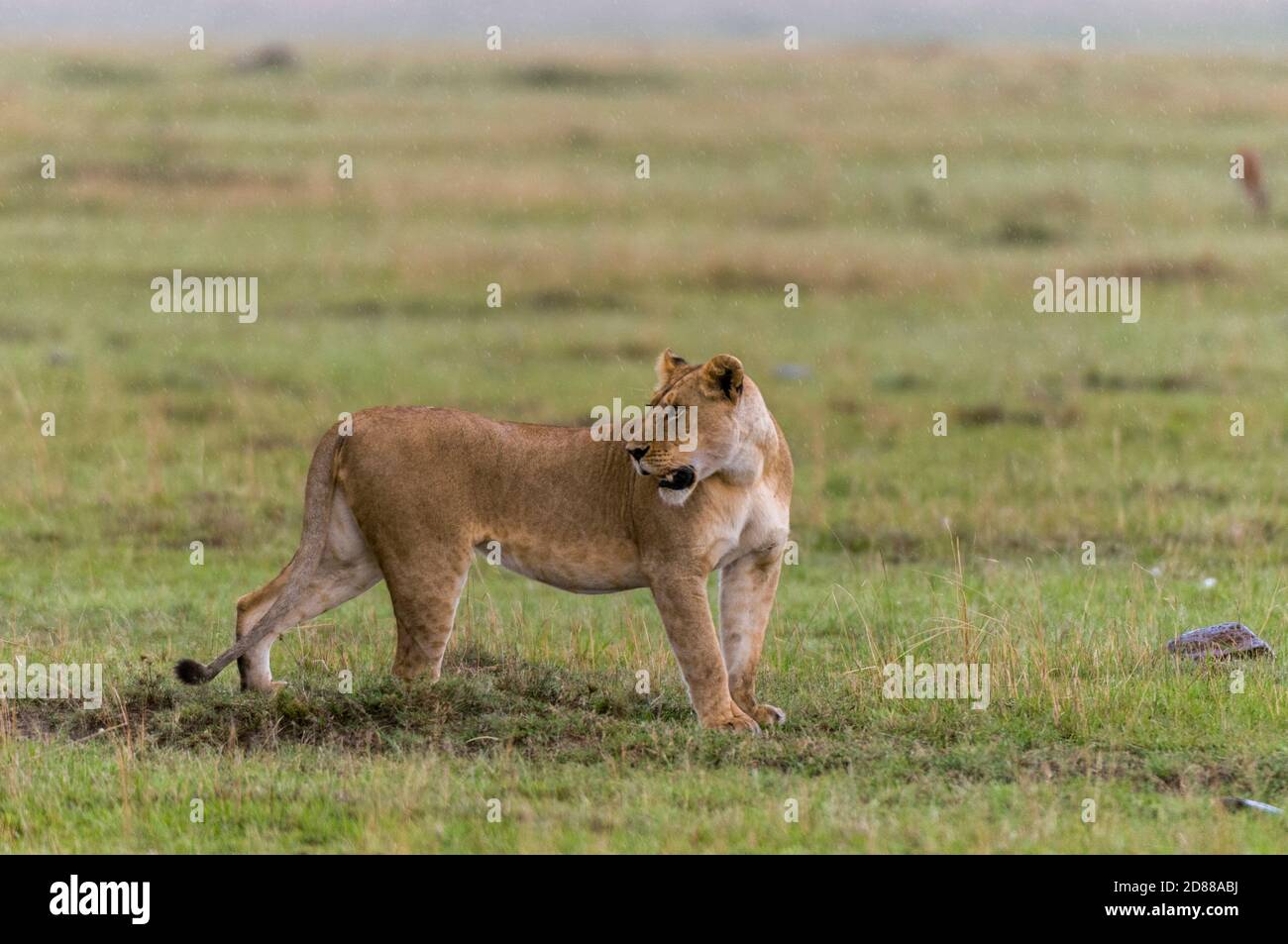 Lioness (Panthera leo), Masai Mara National Reserve, Kenya Stock Photo ...