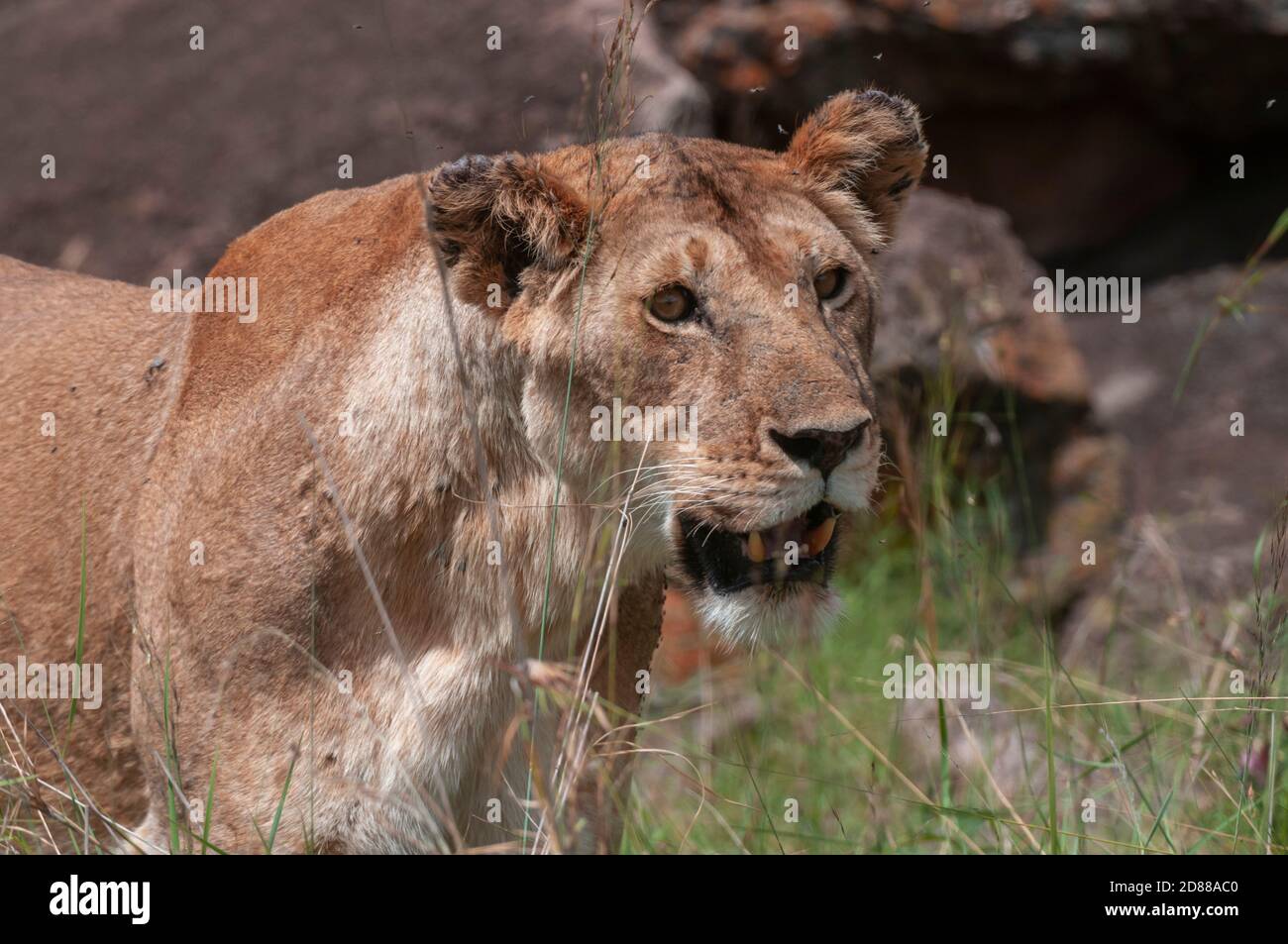 Lioness (Panthera leo), Masai Mara National Reserve, Kenya Stock Photo ...