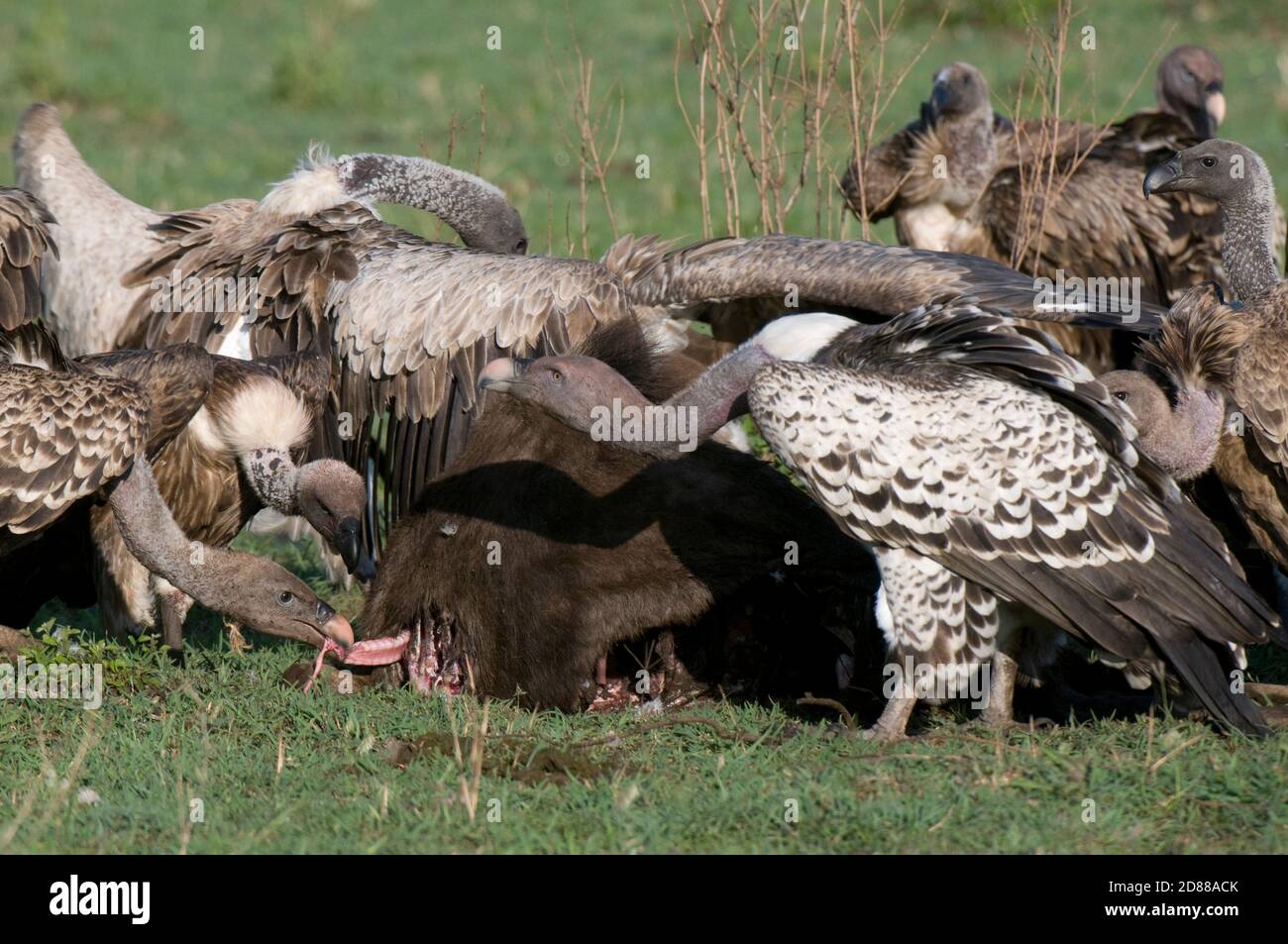 Vultures eating Wildebeest, Masai Mara National Reserve, Kenya. Stock Photo