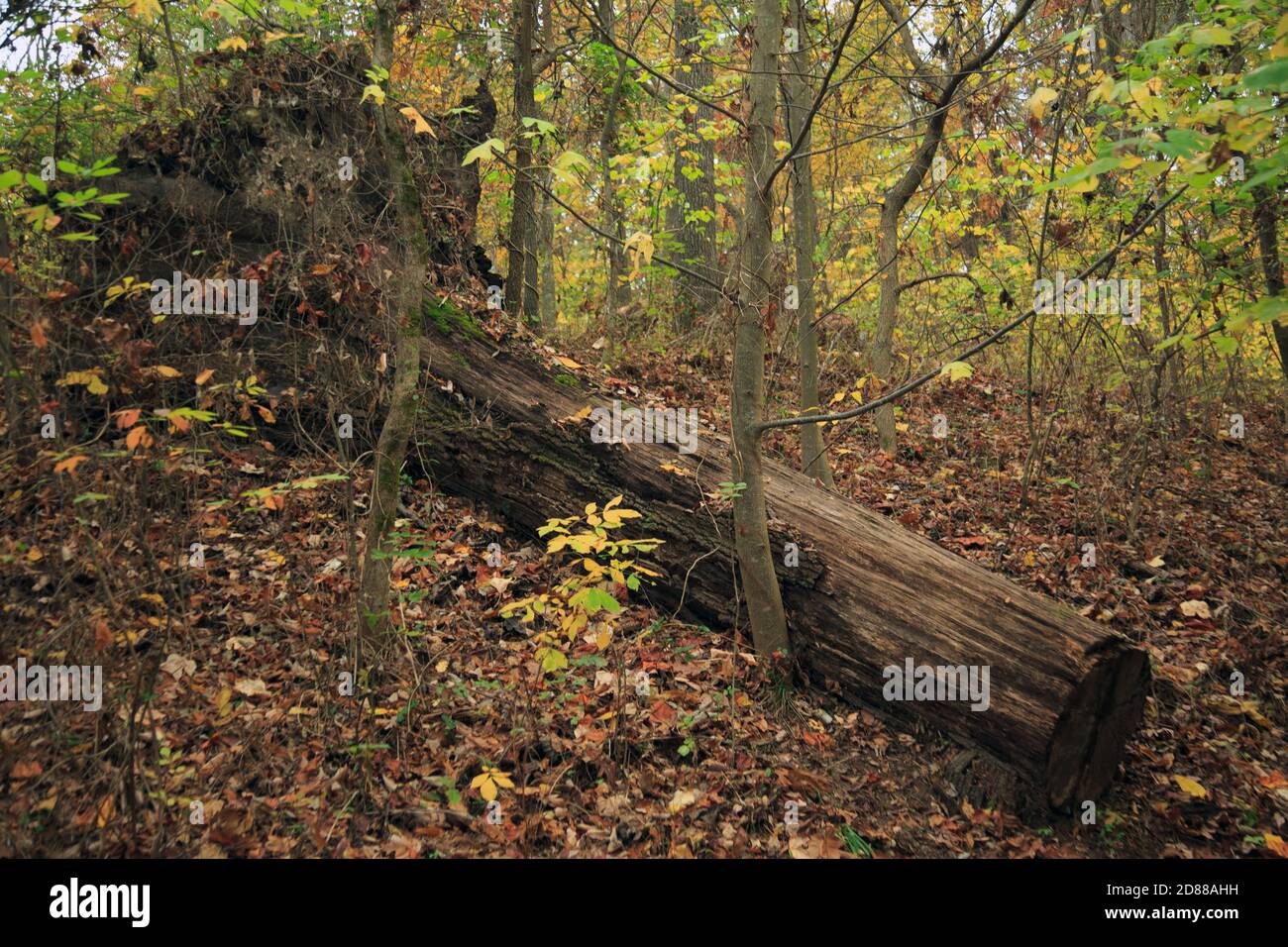 Nature area at Crystal Bridges, Bentonville, Arkansas Stock Photo