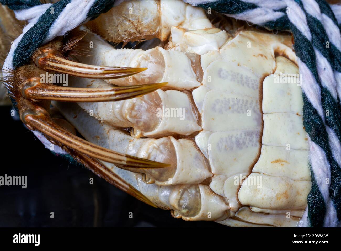 Close-up of plump Yangcheng Lake hairy crabs Stock Photo