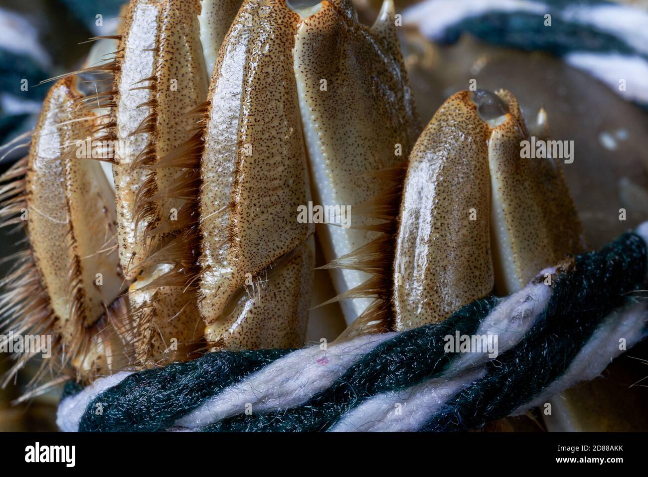Close-up of plump Yangcheng Lake hairy crabs Stock Photo