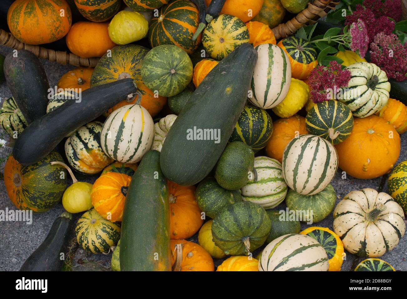 Assortment of fresh colorful pumpkins and squashes in rustic harvest ...