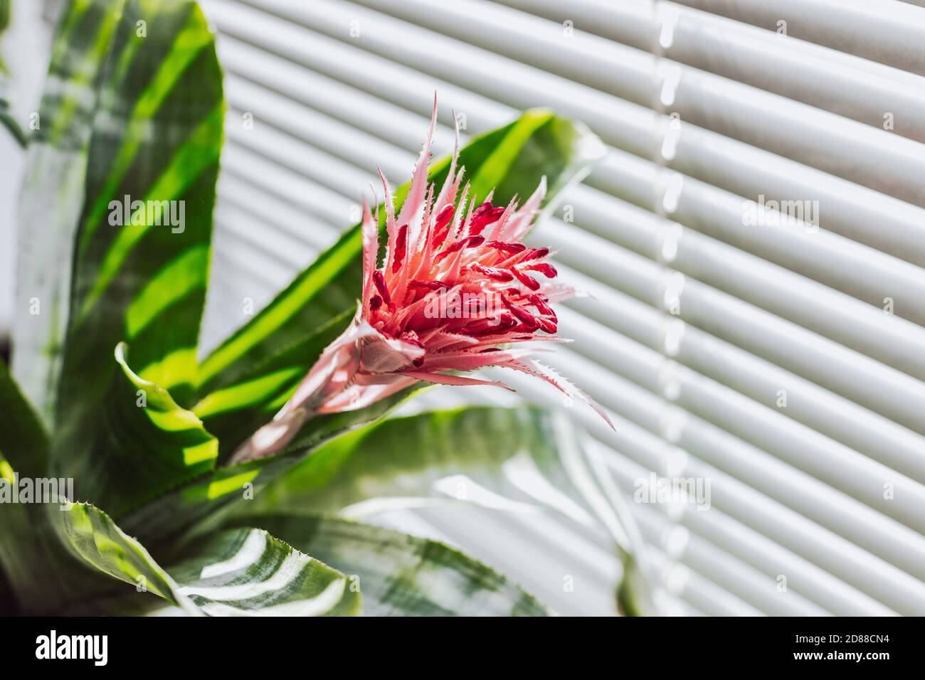 Houseplant with large green leaves and a pink flower  Aechmea, on a background of blinds, on a white windowsill Stock Photo