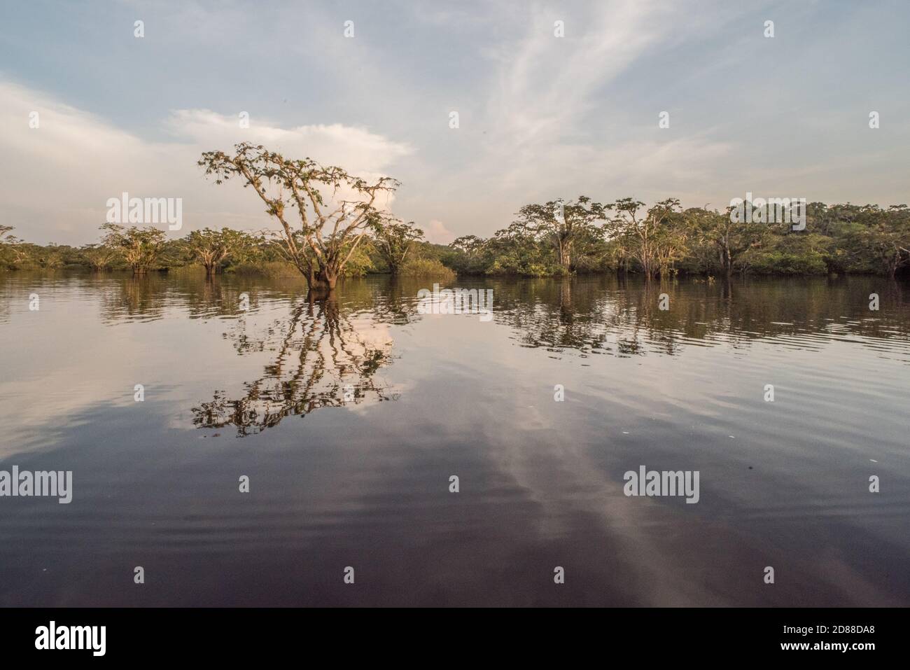 The flooded amazonian forest of Cuyabeno wildlife reserve in Ecuador. Stock Photo