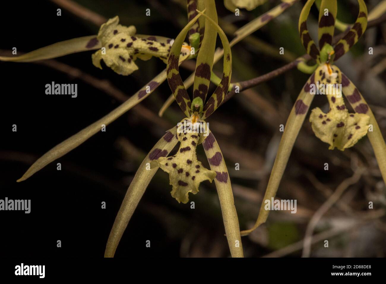Blooming spider orchid (Brassia sp) from the Ecuadorian Amazon rainforest in South America. Stock Photo