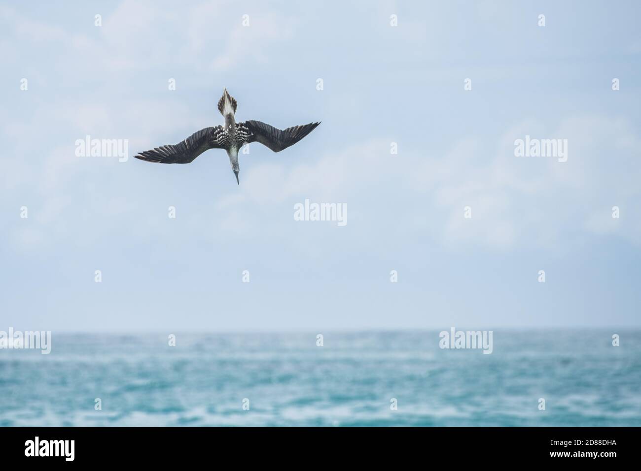 A blue footed booby (Sula nebouxii) takes a high speed dive into the ocean in pursuit of fish in the Galapagos islands of Ecuador. Stock Photo
