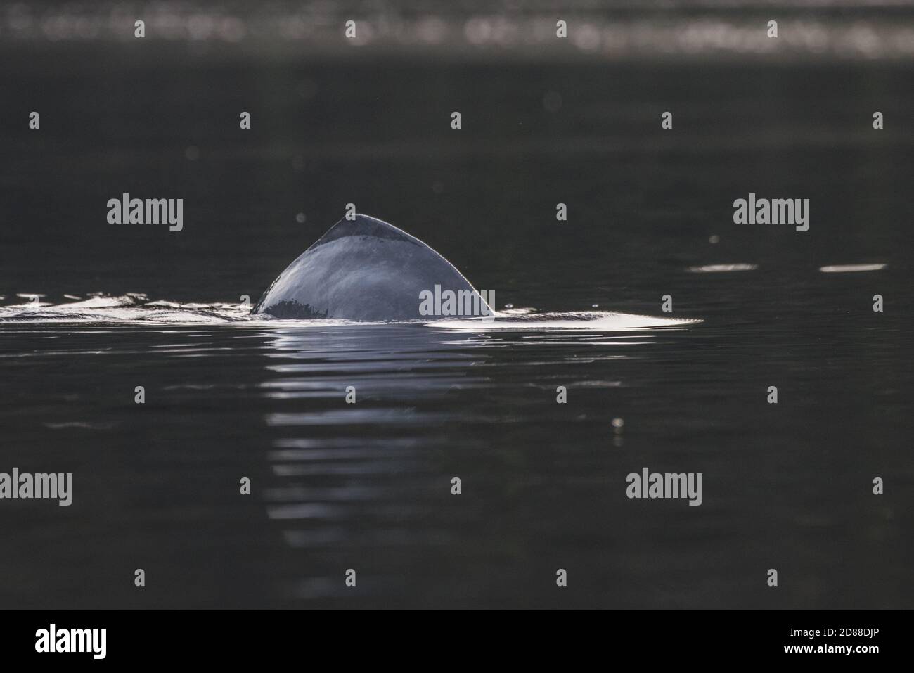 A river dolphin swims through the freshwater rivers in Cuyabeno wildlife reserve in Ecuador. Stock Photo