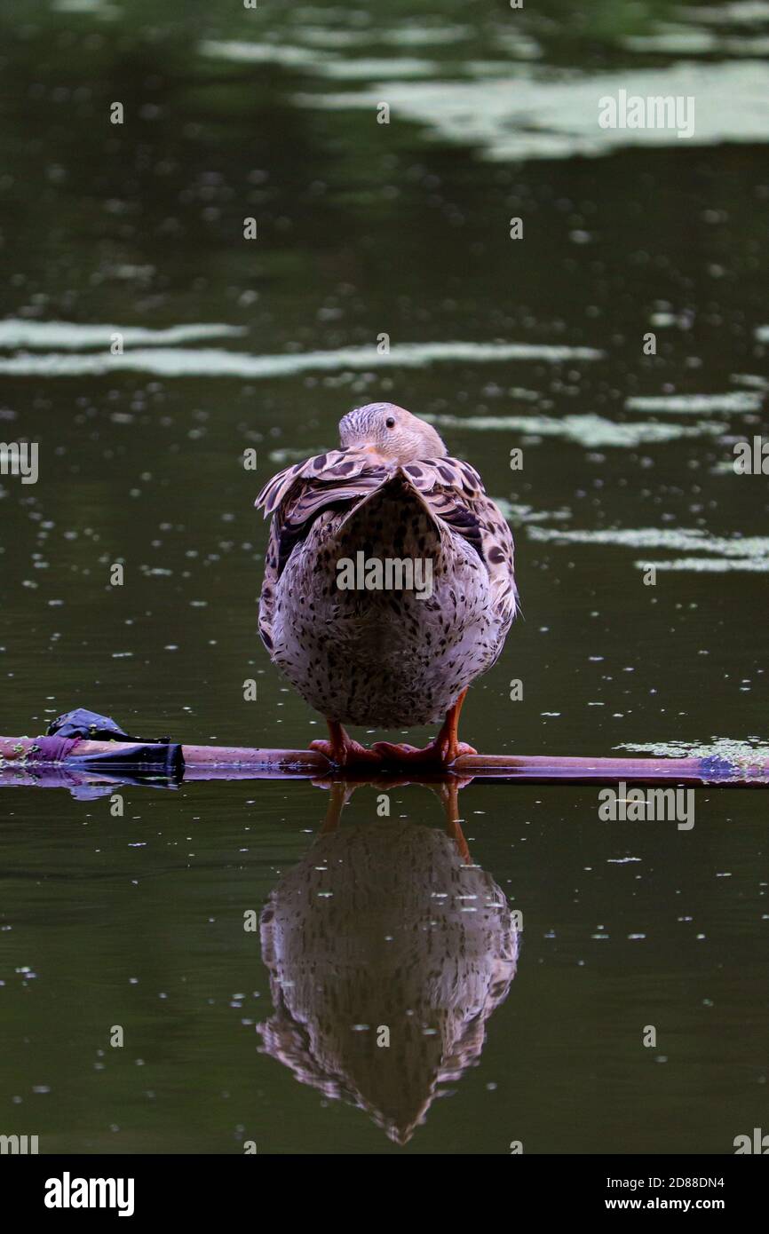 A duck resting on a floating bamboo in a small pond. And his shadow reflected in the green water. Stock Photo