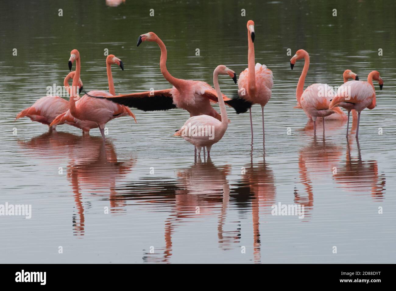 A flock of wild flamingos (Phoenicopterus ruber) from Isabela island in the Galapagos islands National Park in Ecuador. Stock Photo