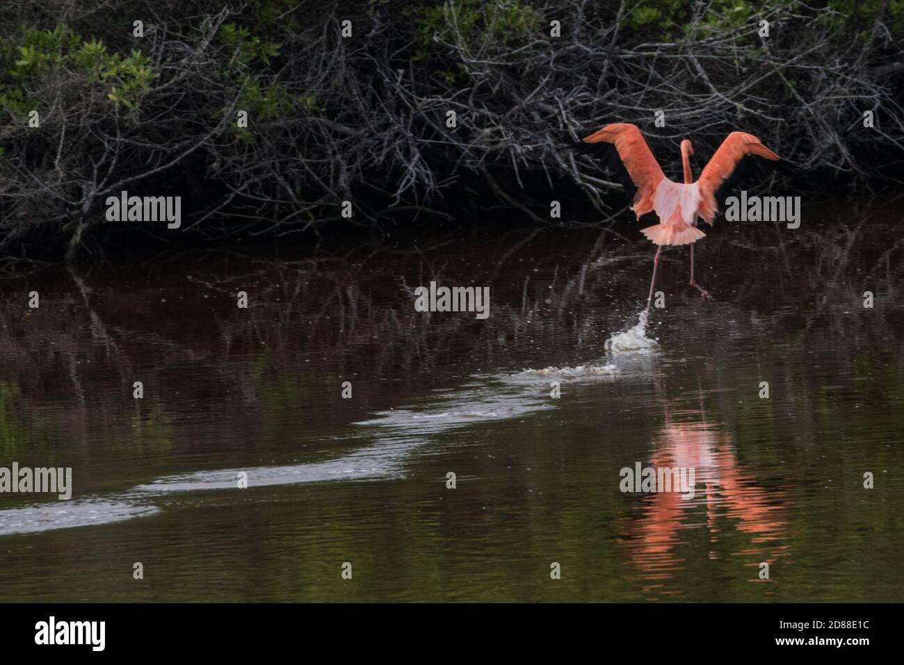 A running flamingo (Phoenicopterus ruber) coming to a landing in a brackish estuary in the Galapagos islands in Ecuador. Stock Photo