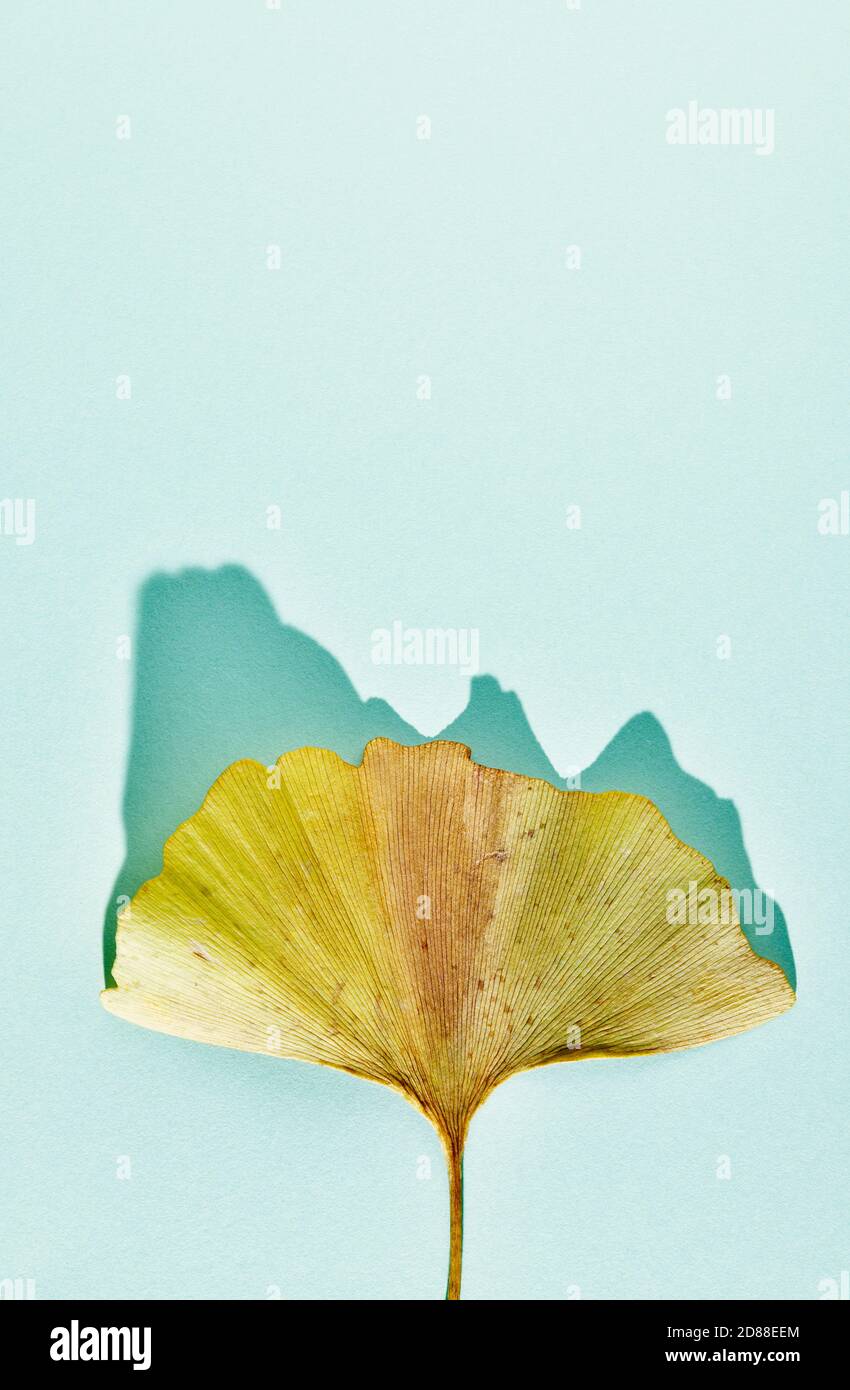 Ginkgo leaf hi-res stock photography and images - Page 2 - Alamy