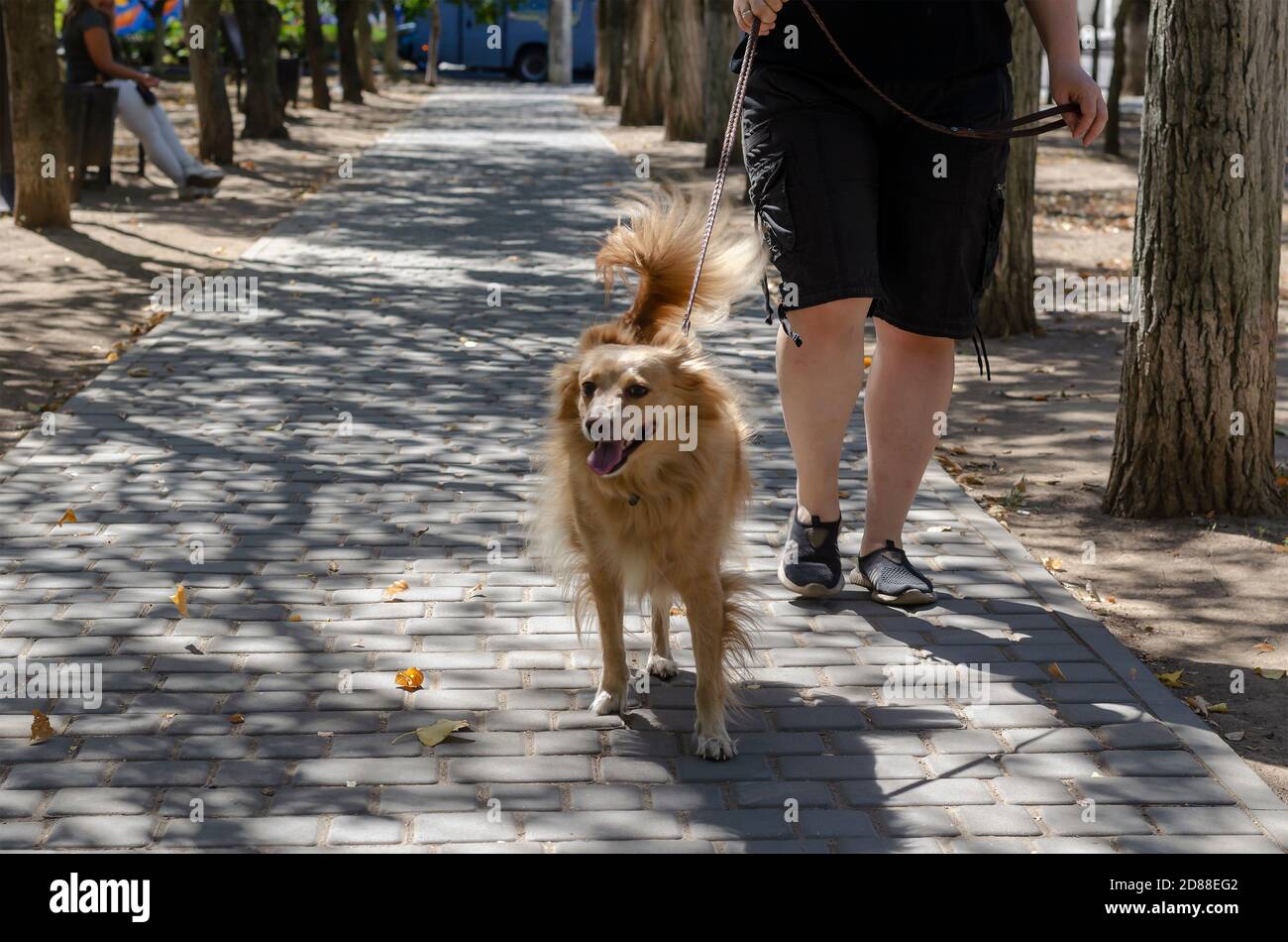 An Adult Woman Walks With Her Mixed Breed Dog Through Sunny City Long Haired Red Dog Of Mixed Breed Looks At The Camera Love For Animals Stock Photo Alamy
