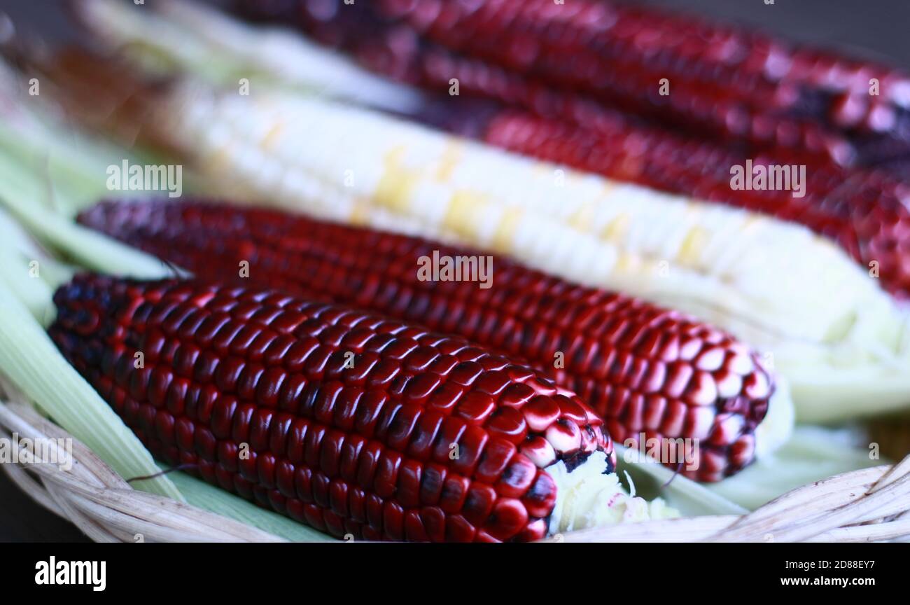Red waxy corn or glutinous corn on wood background. Stock Photo