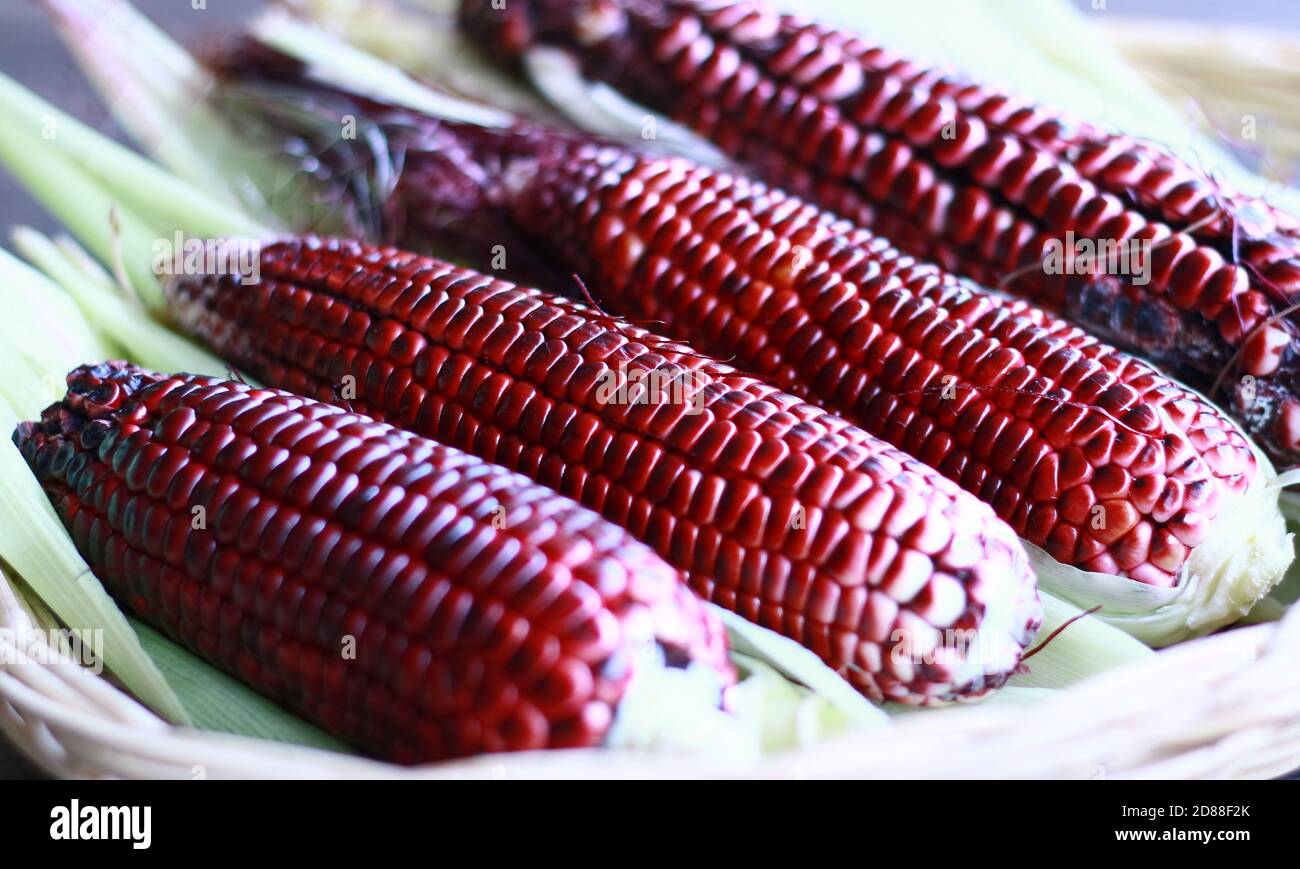 Red waxy corn or glutinous corn on wood background. Stock Photo