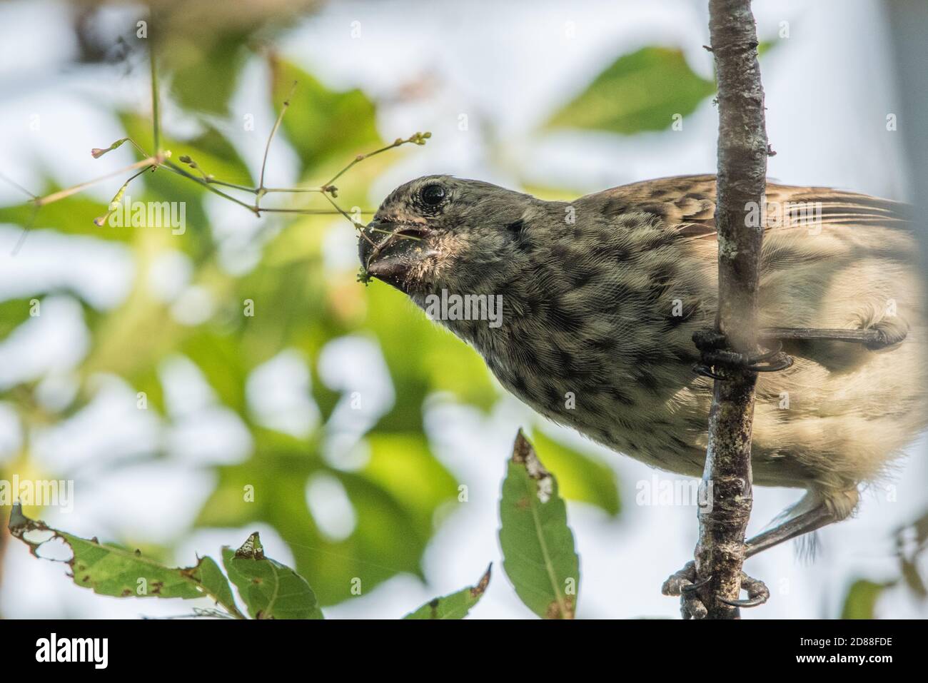 The large tree finch (Camarhynchus psittacula) one of Darwin's finches from the Galapagos islands feeding on seeds. Stock Photo
