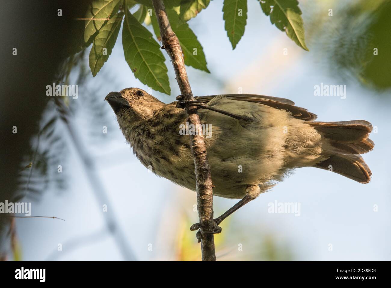 A large tree finch (Camarhynchus psittacula) one of Darwins finches