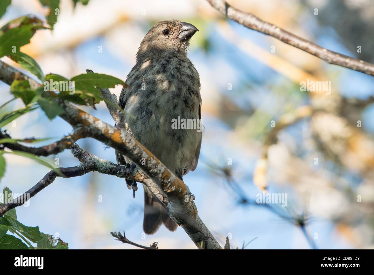 A large tree finch (Camarhynchus psittacula) one of Darwins finches