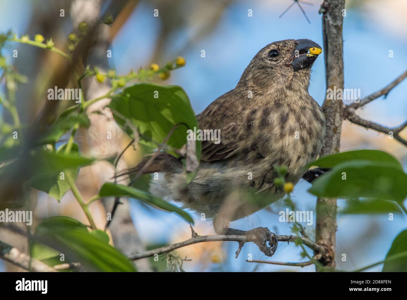 The large tree finch (Camarhynchus psittacula) one of Darwin's finches from the Galapagos islands feeding on seeds. Stock Photo