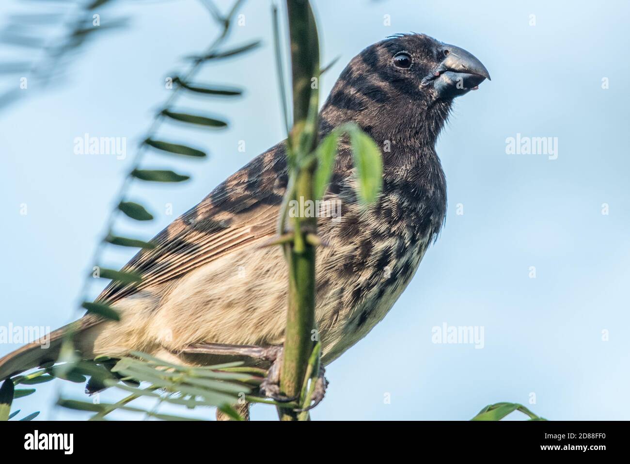 A large tree finch (Camarhynchus psittacula) one of Darwins finches