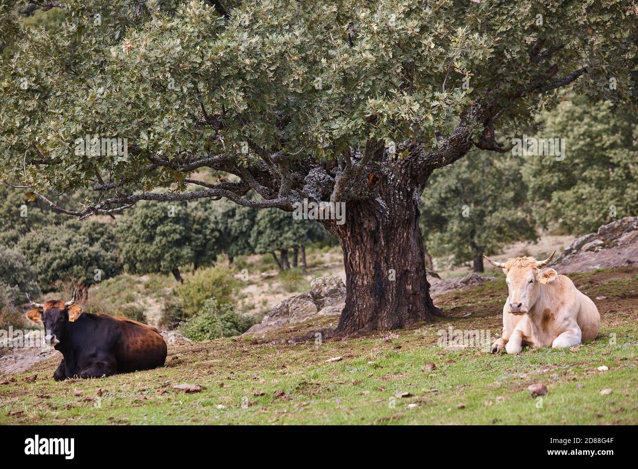 Cows grazing in the countryside under an oak tree. Agriculture Stock Photo Alamy