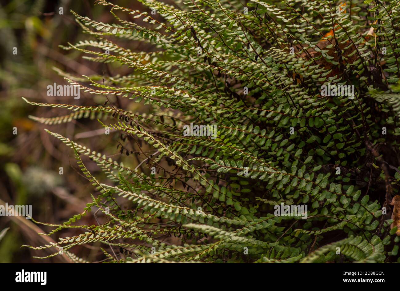 Ferns, maidenhair spleenwort, Asplenium trichomanes, growing in moist environment on rocks. Southern Spain. Stock Photo