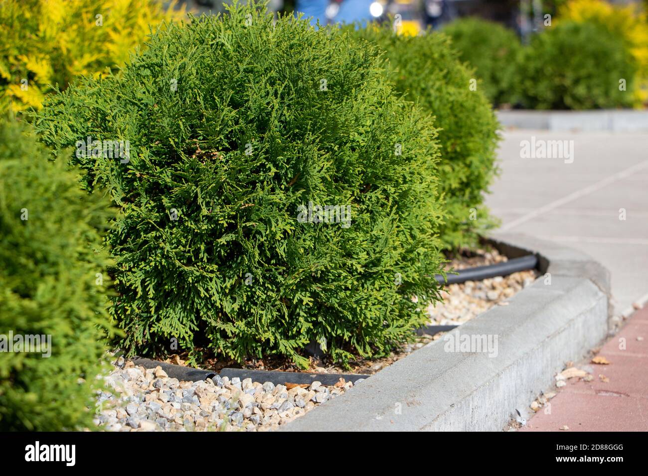 small spherical arborvitae in the park close-up Stock Photo