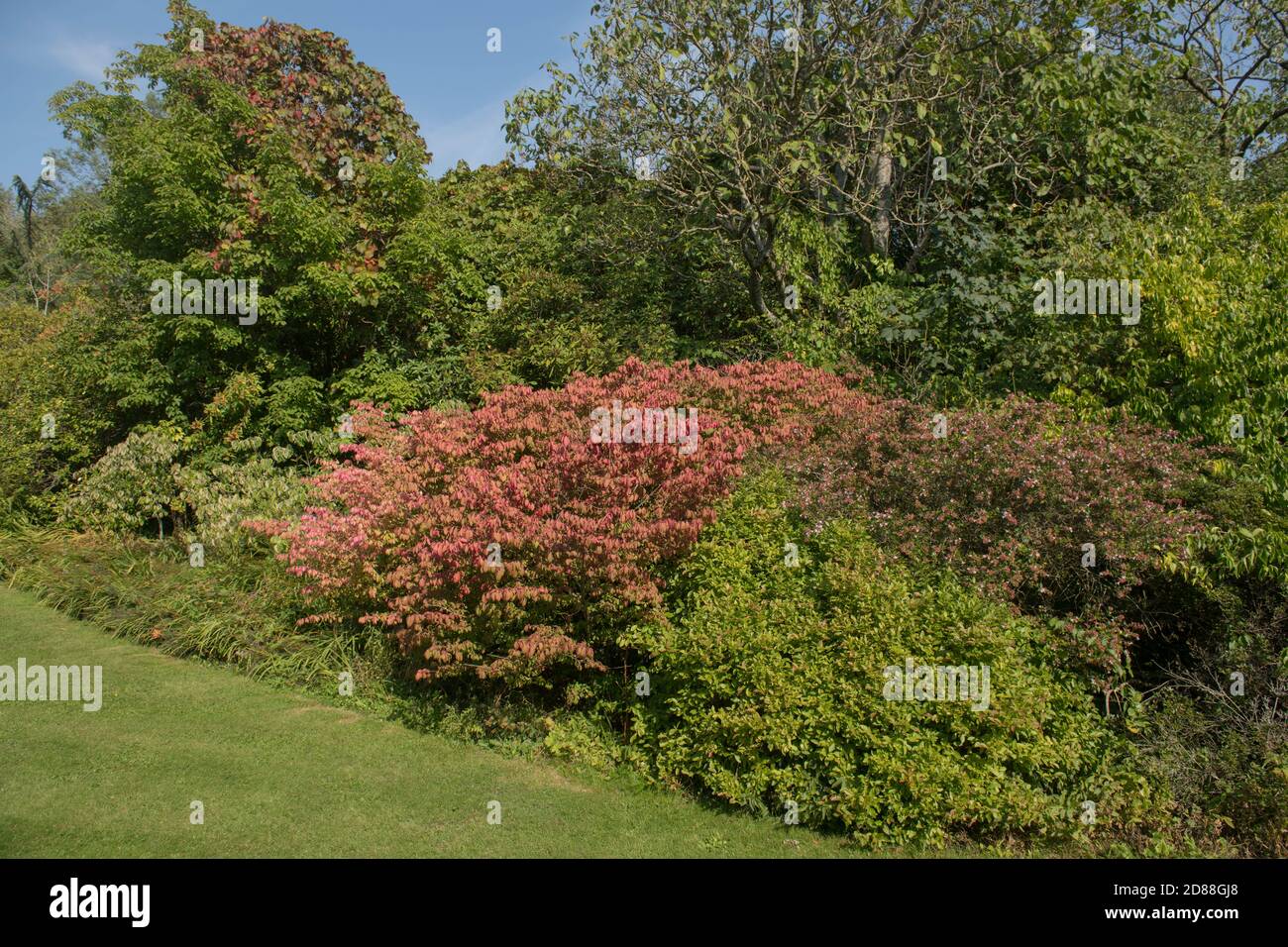 Leaves Changing to Autumn Colours on the Foliage of Shrubs in a Herbaceous Border in a Country Cottage Garden in Rural West Sussex, England, UK Stock Photo