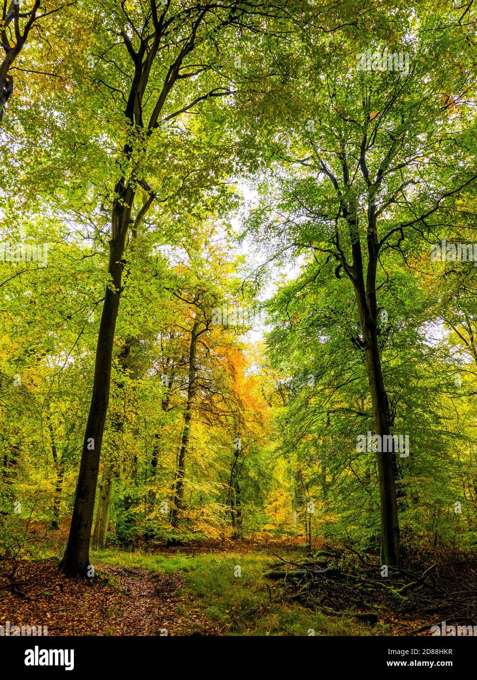 Autumn Woods, The Chilterns, Marks Corner, Checkendon, Oxfordshire ...