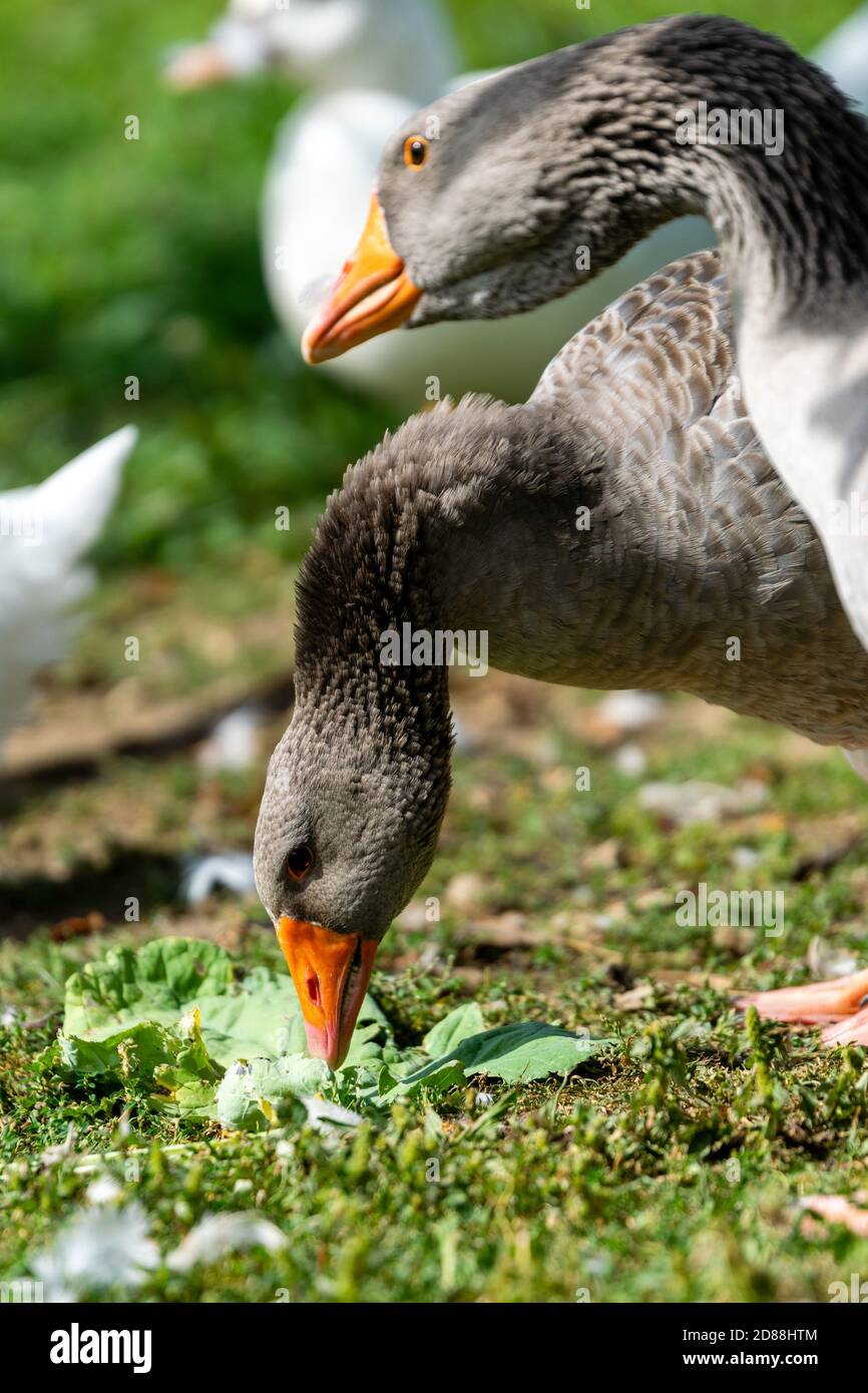 portrait of gander Stock Photo Alamy