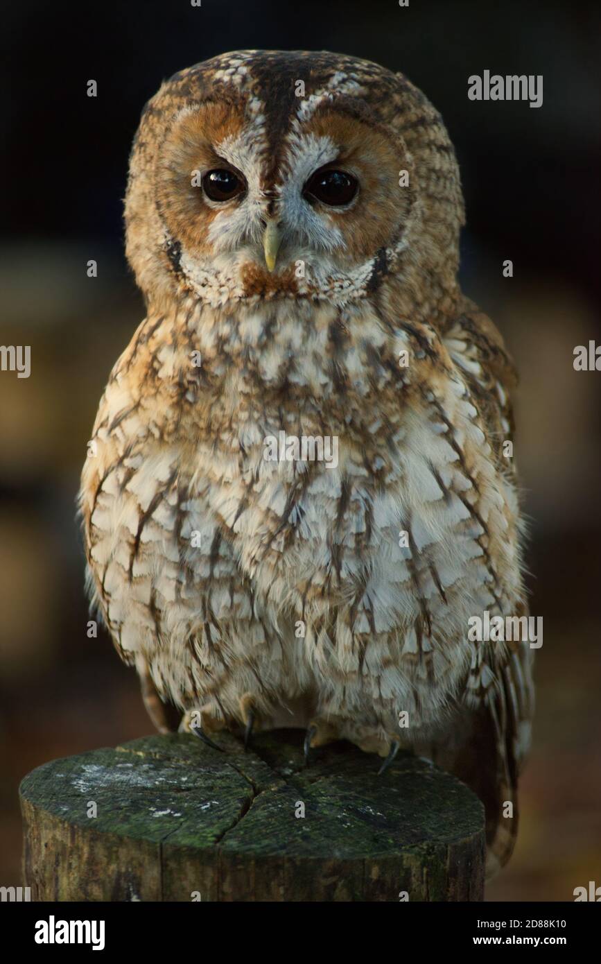 Tawny owl close up of face Stock Photo