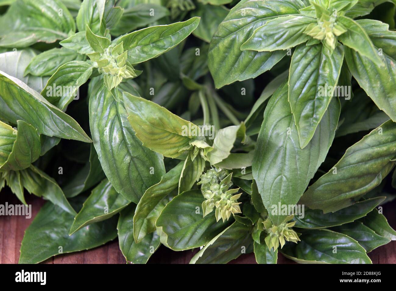 organic farming fresh basil plants Stock Photo Alamy
