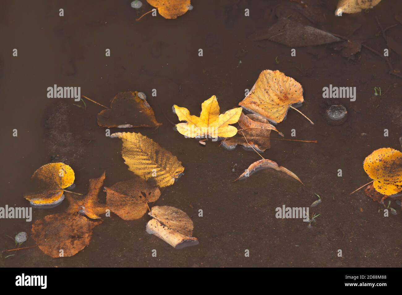 Symbolic photo for autumn mood Stock Photo