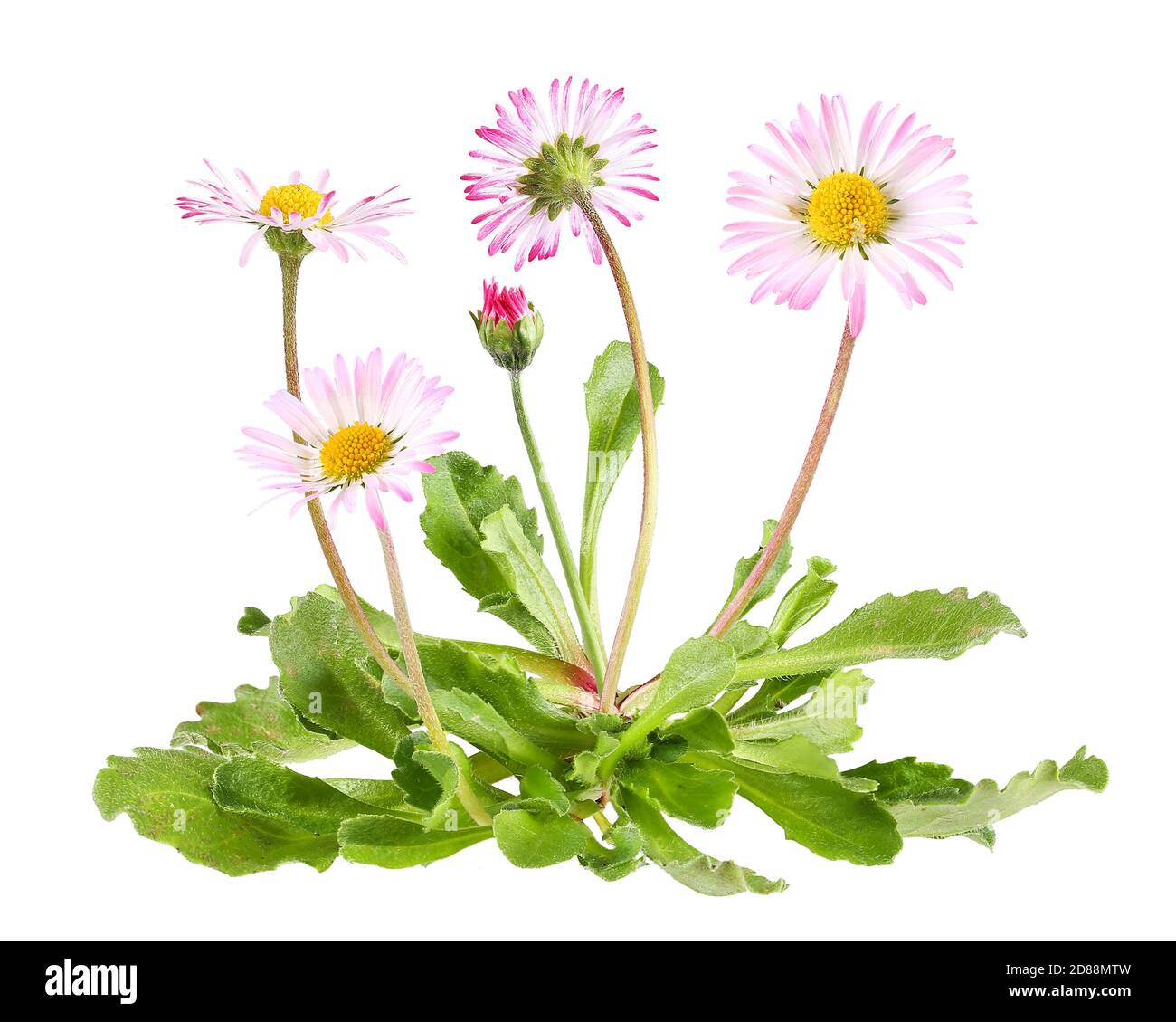 Daisies with leaves, isolated plant Stock Photo