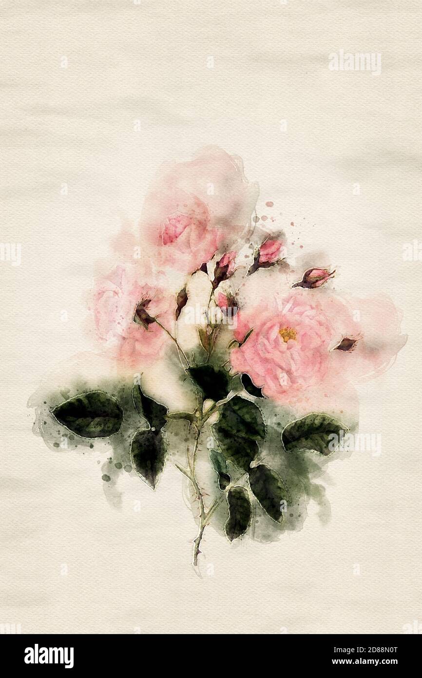 flowers painted in watercolors. Rosa provincialis. Stock Photo