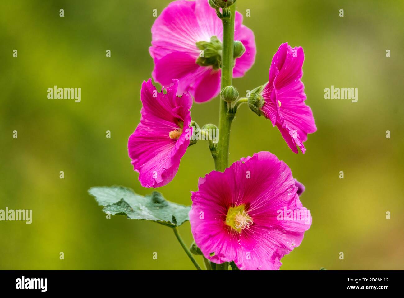 Closeup picture of Holyock pink flower in green background in a garden Stock Photo