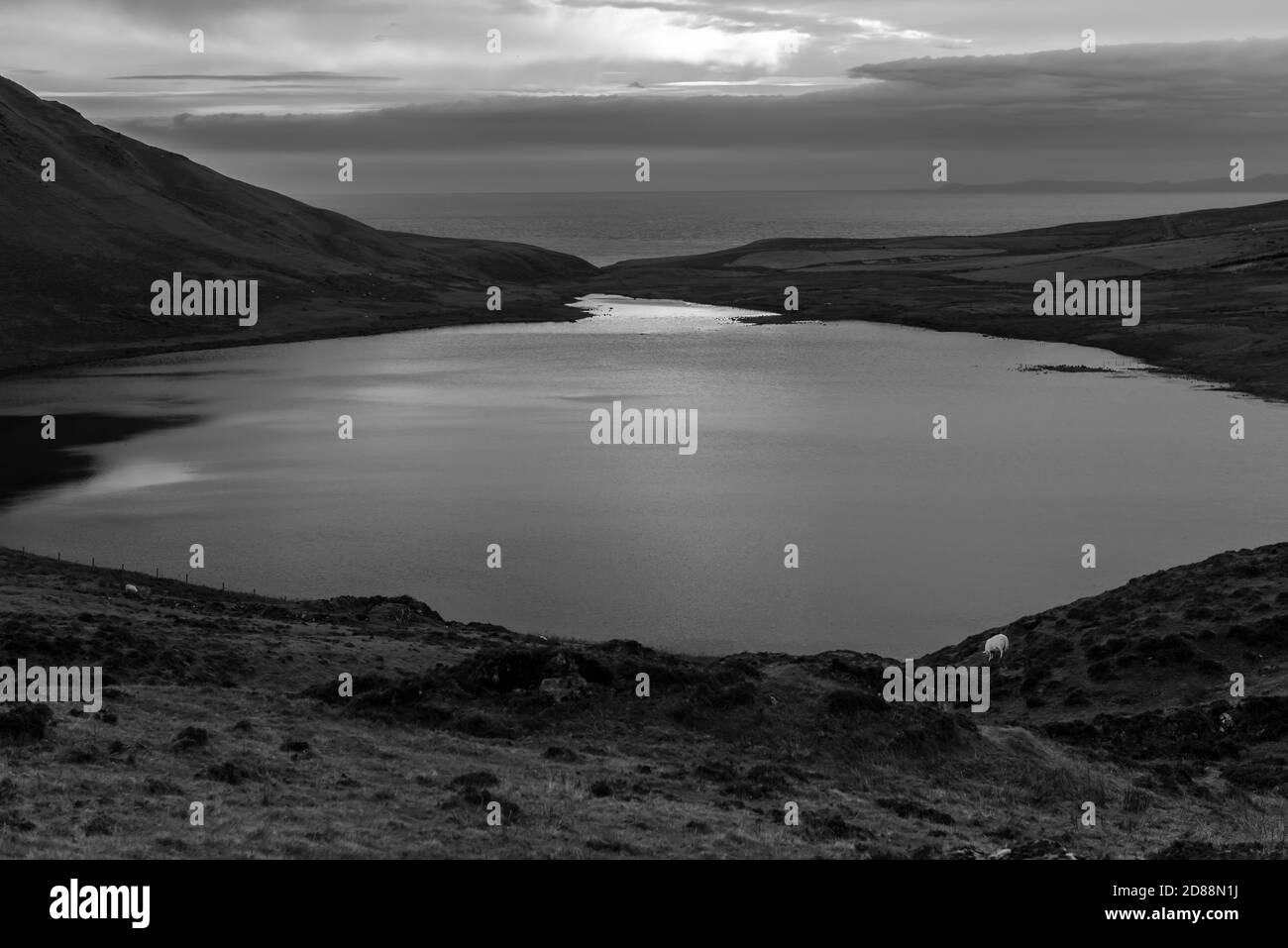 Black and white land scape of sheep grazing along lake in scotch highlands Stock Photo