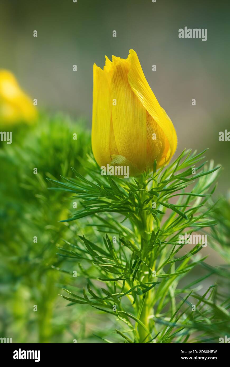 Spring Pheasant's Eye - Adonis vernalis, beautiful yellow flowering plant from European meadows and steppes, Czech Republic. Stock Photo