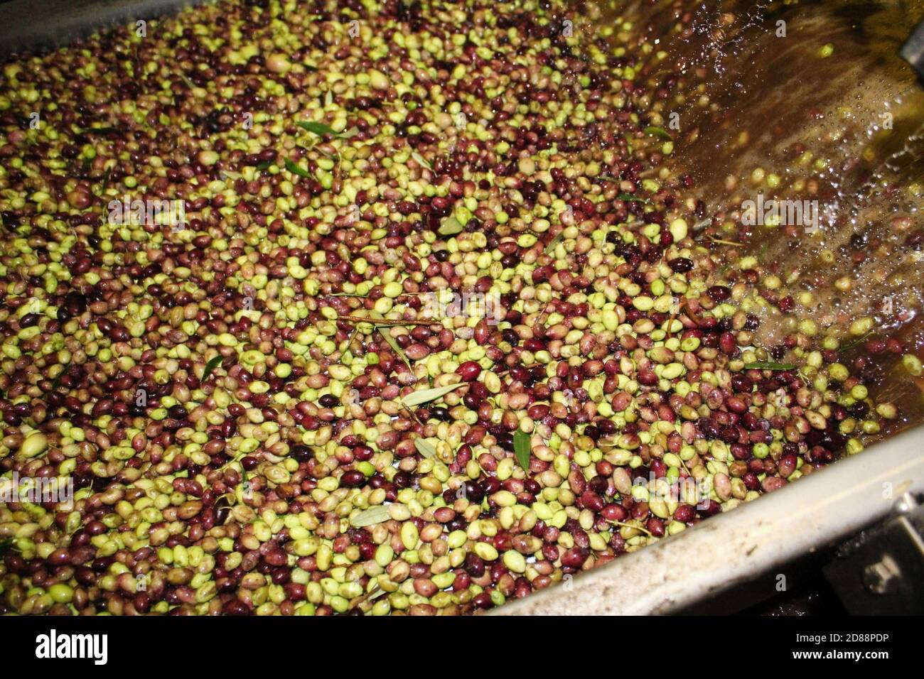 Washing olives with fresh water in olive oil mill during extra virgin olive oil production