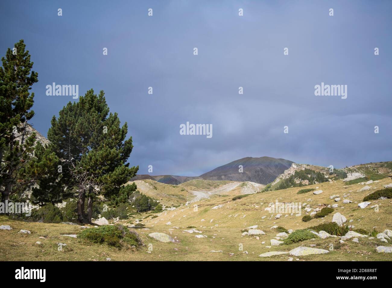 Mountain pine (Pinus uncinata) with Bastiments peak in the background. Capçaleres del Ter i del Freser Natural Park. Catalonia. Spain. Stock Photo