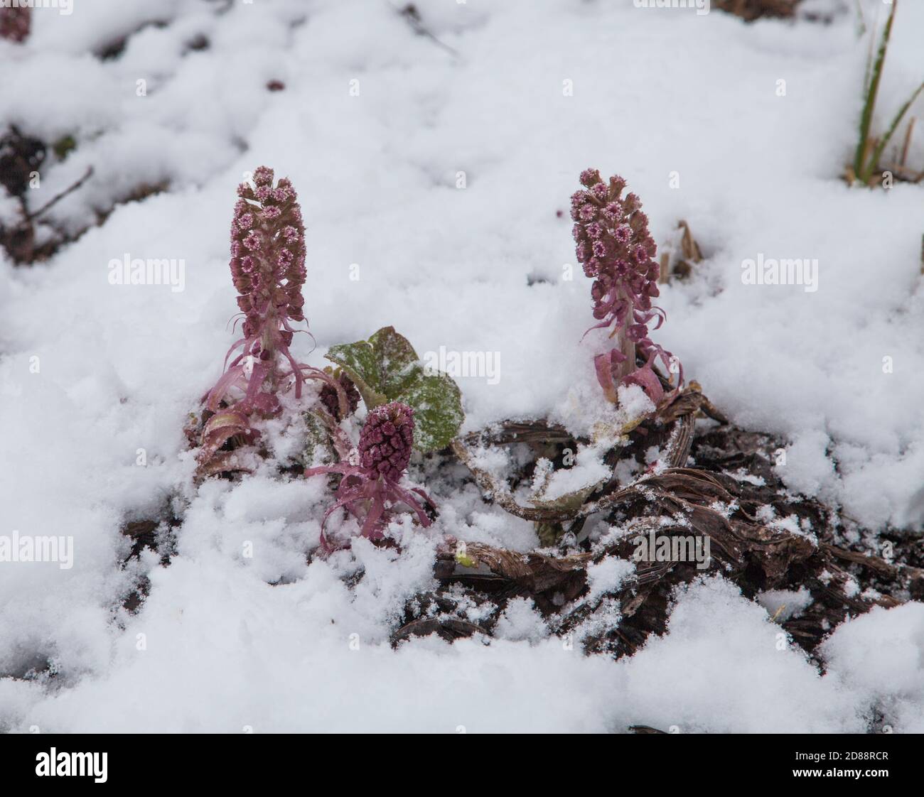 PETASITES HYBRIDUS the Butterbur Stock Photo