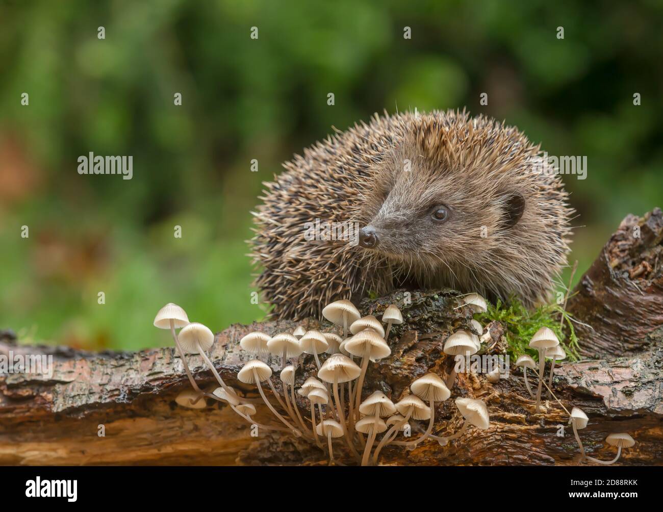 Hedgehog, (Scientific name: Erinaceus Europaeus) Wild, native, European hedgehog foraging on a log in autumn or fall with small, white toadstools. Stock Photo