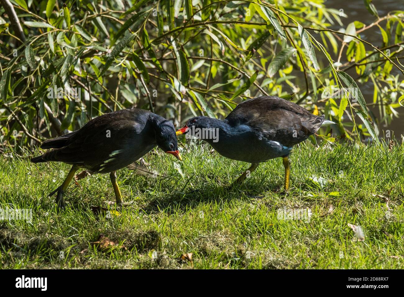 Two Moorhens grooming each other near a lake Gallinula Chloropus. Stock Photo