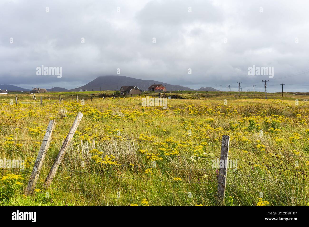 Wild flowers of the Machair North Uist Western Isles Scotland  Stock Photo