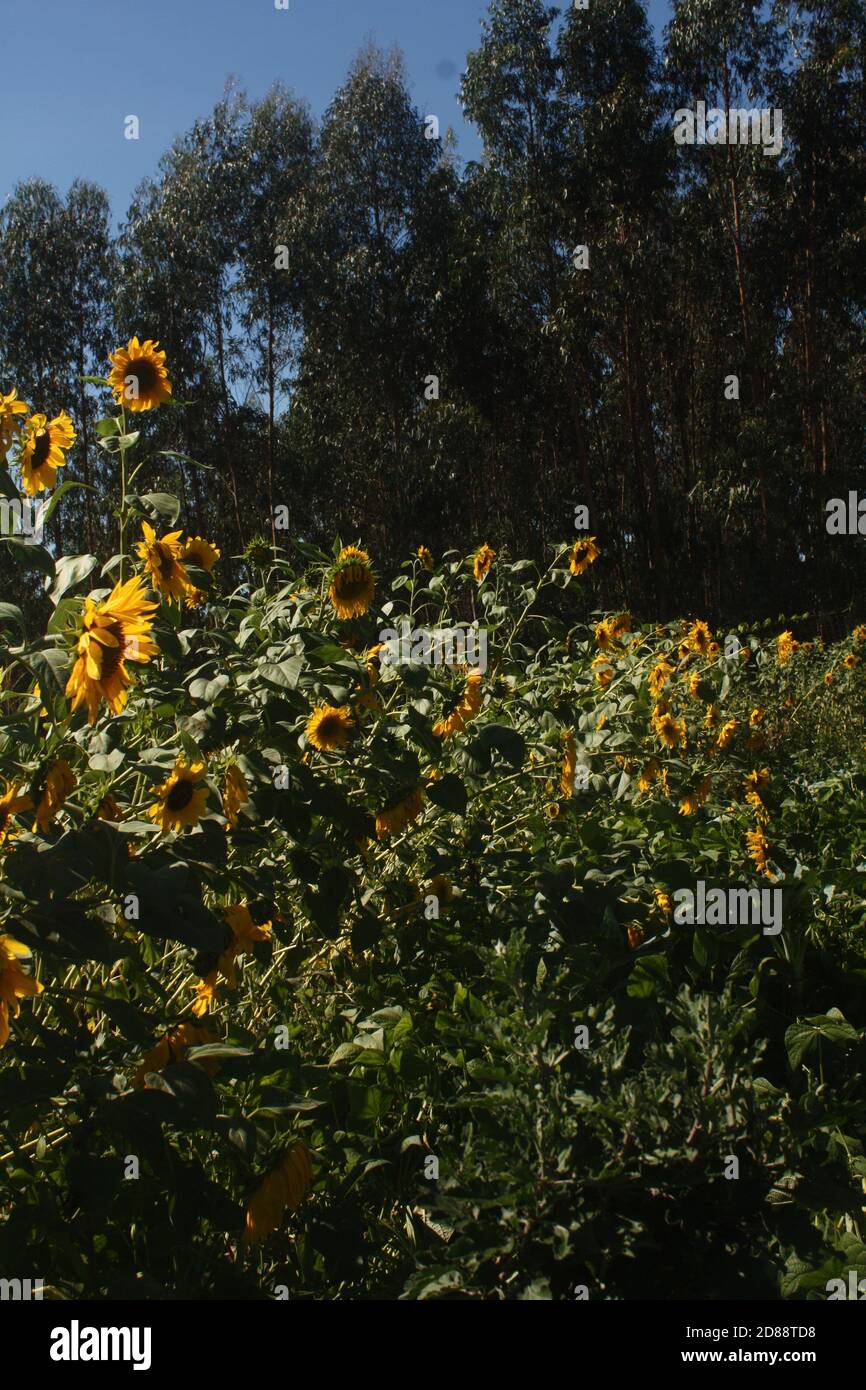 Plants and Flowers during Summer Stock Photo Alamy