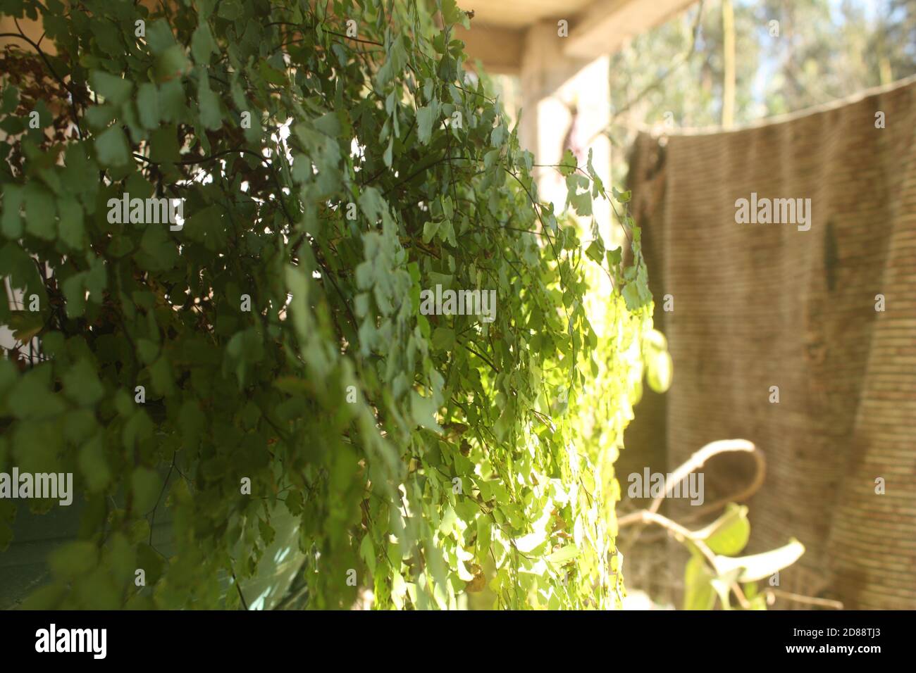 Plants and Flowers during Summer Stock Photo Alamy