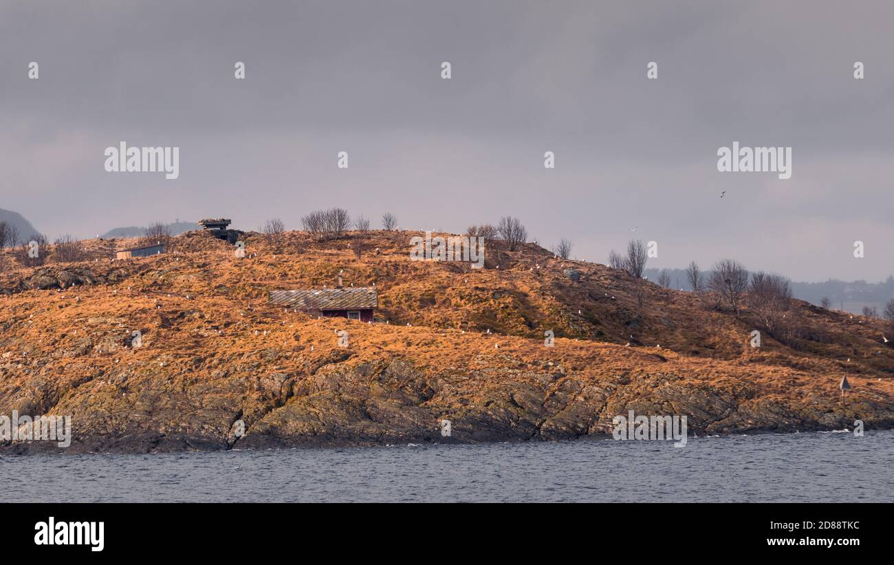 Typical small island on the coast of Norway with red hut and seagulls seen from the sea with scarse vegetation Stock Photo