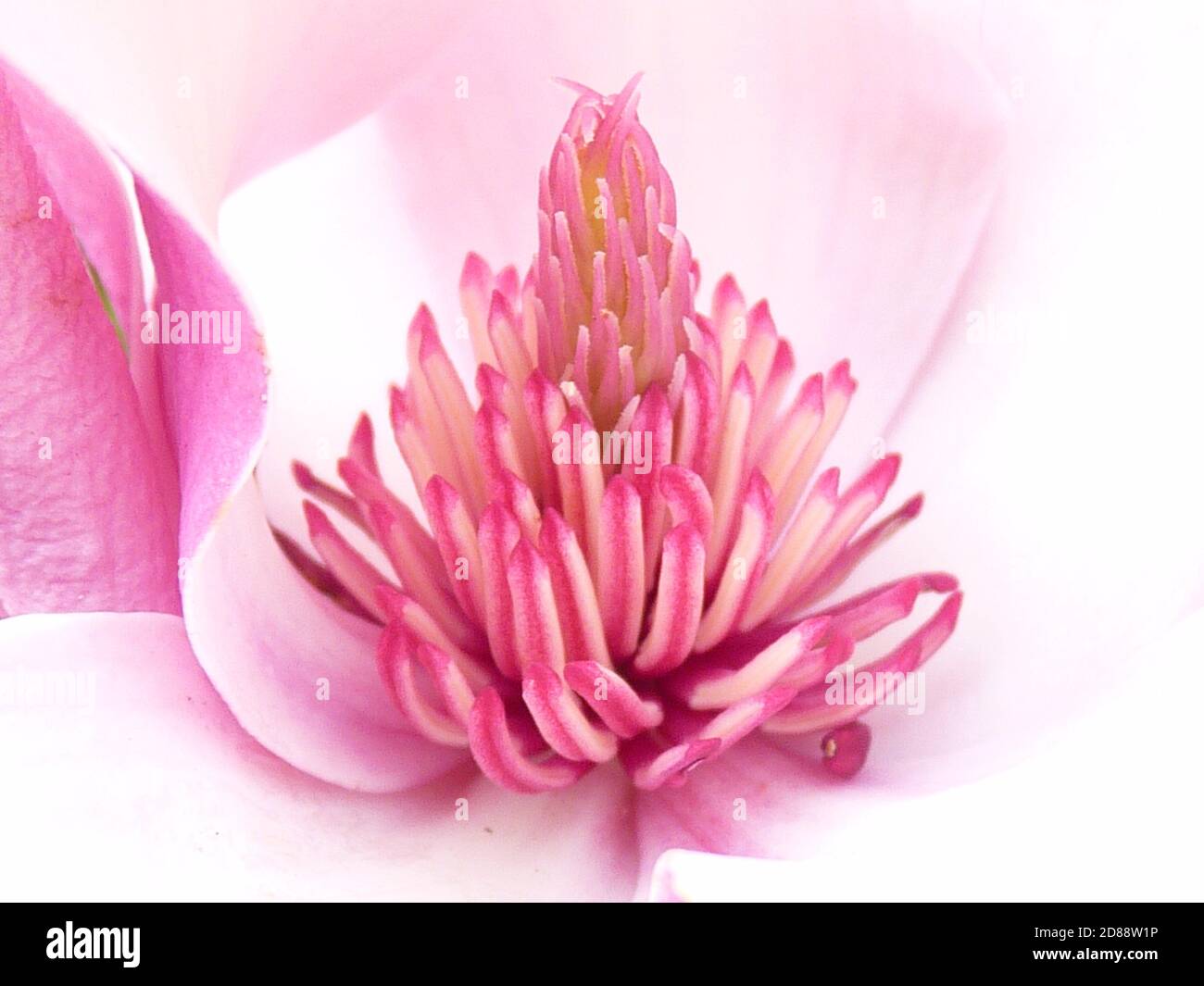 Macro shot of stamen of pink lily magnolia flower Stock Photo